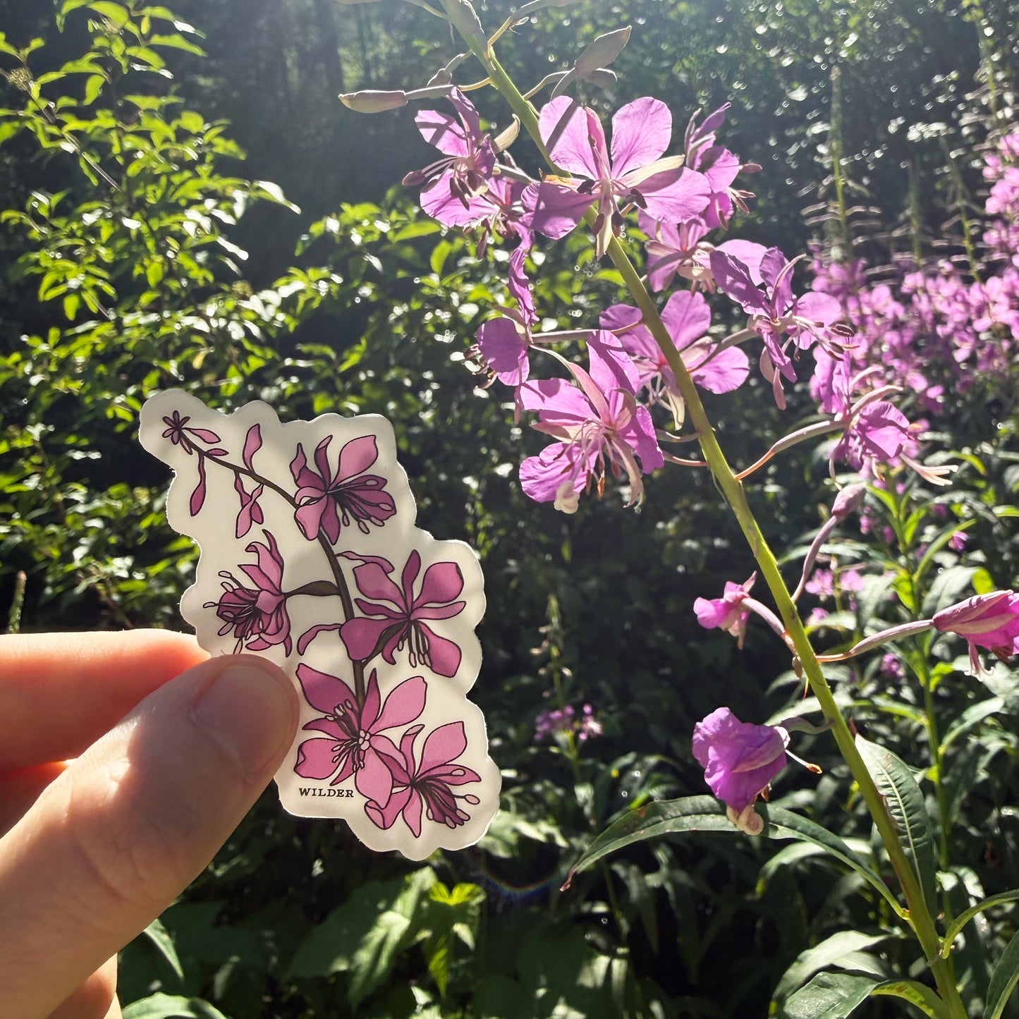 Fireweed Sticker